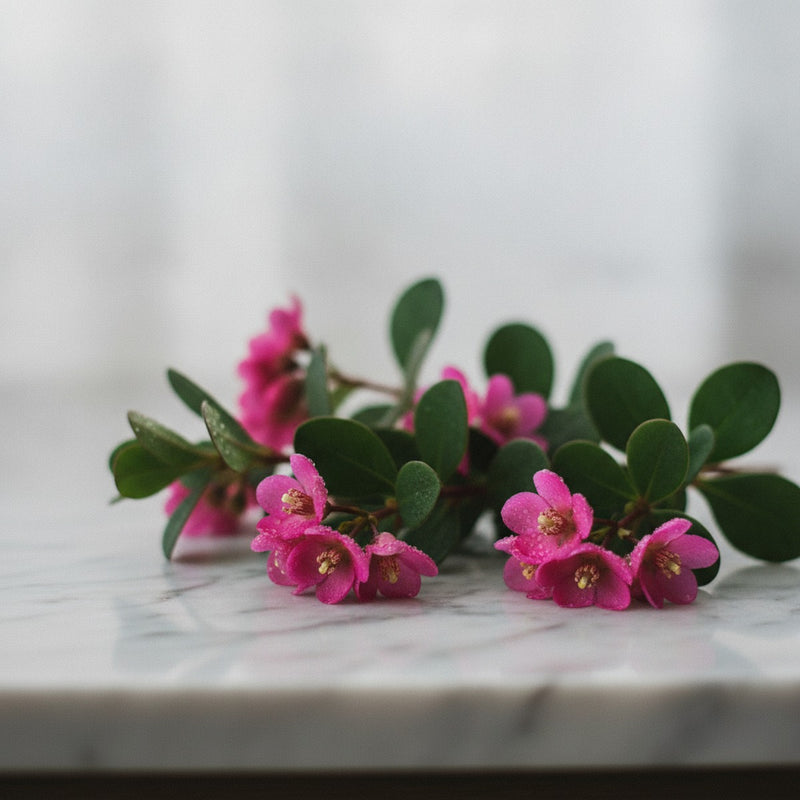Boronia — Dewy boronia flowers with dark green foliage arranged on pale marble, morning light catching petals.