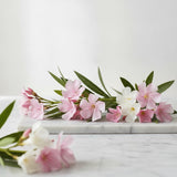 Oleander