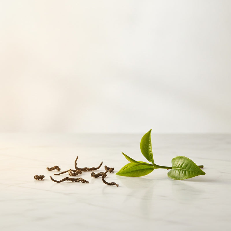 Oolong Tea — Loose oolong tea leaves unfurling in warm light beside a fresh tea leaf sprig on marble.