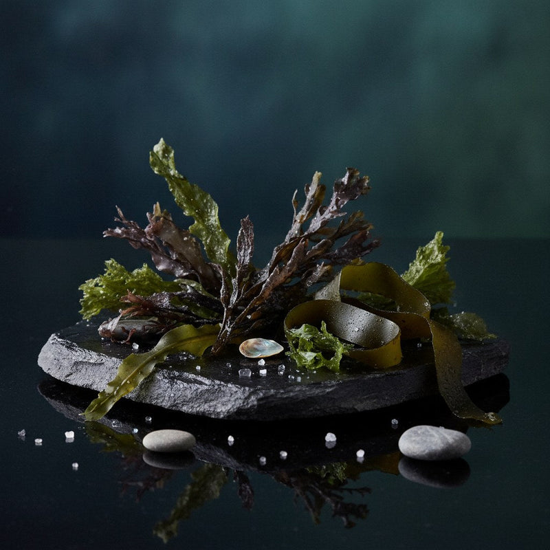 Seaweed — Redolia