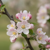 Apple Blossom