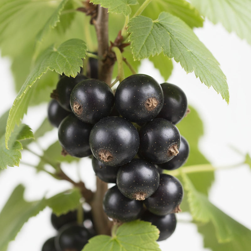 Blackcurrant note