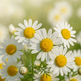 Chamomile