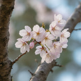Cherry Blossom