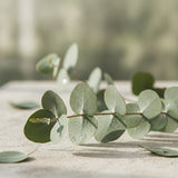Eucalyptus