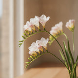 Freesia