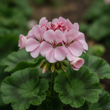 Geranium