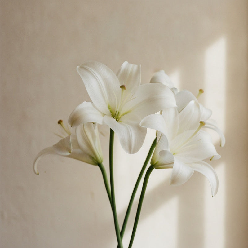 Lily note