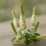 Mignonette