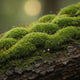 Mossy