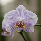 Orchid