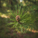 Pine