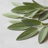 Sage