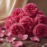Turkish Rose
