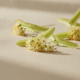Linden Blossom