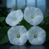 Moonflower