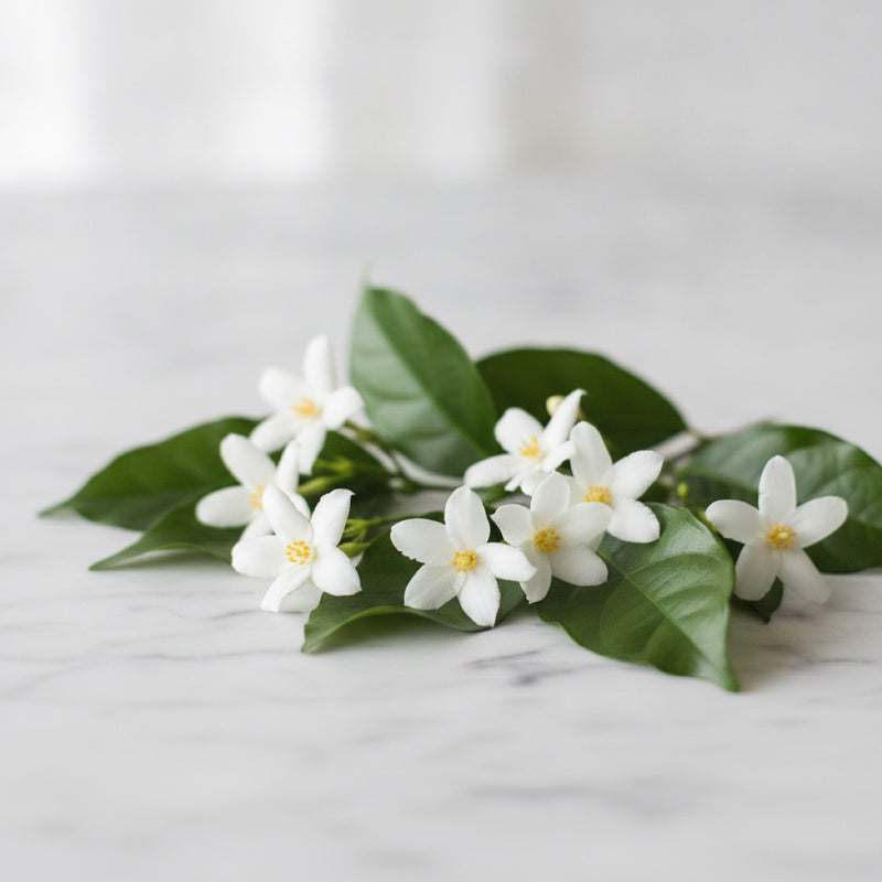 Jasmine sambac blossoms — jasmine sambac perfume note