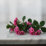 Boronia