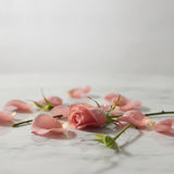 Bulgarian Rose