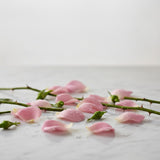 Damask Rose