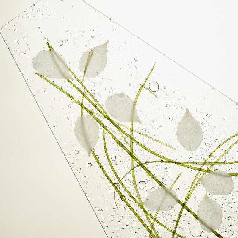 Floral Aquatic — Fresh white petals scattered across wet glass with dewdrops and aquatic plant stems.