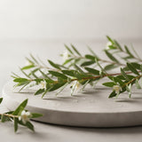 Kunzea