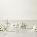 Star Jasmine