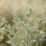 Artemisia
