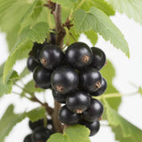 Blackcurrant