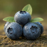 Blueberry