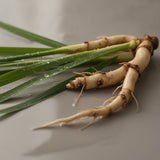 Calamus