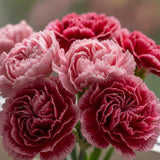 Carnation