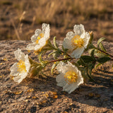 Cistus