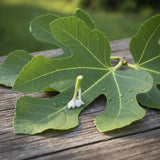 Fig Leaf