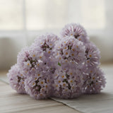 Heliotrope