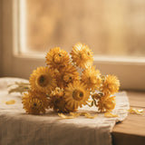 Immortelle