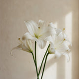 Lily