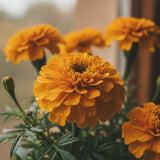 Marigold