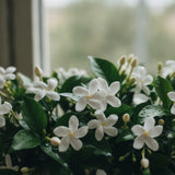 Moroccan Jasmine