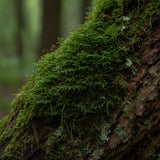 Moss