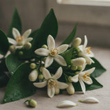 Orange Blossom
