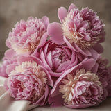 Peony