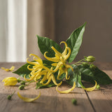 Ylang-Ylang