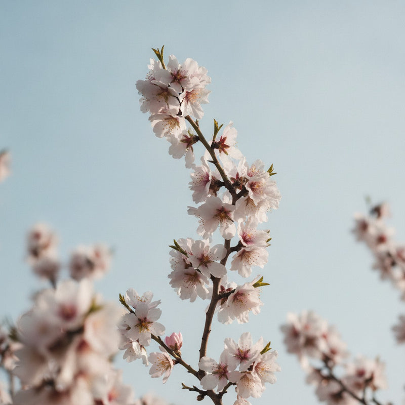 Almond Blossom
