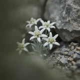 Edelweiss