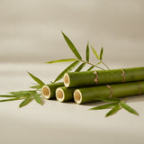 Bamboo