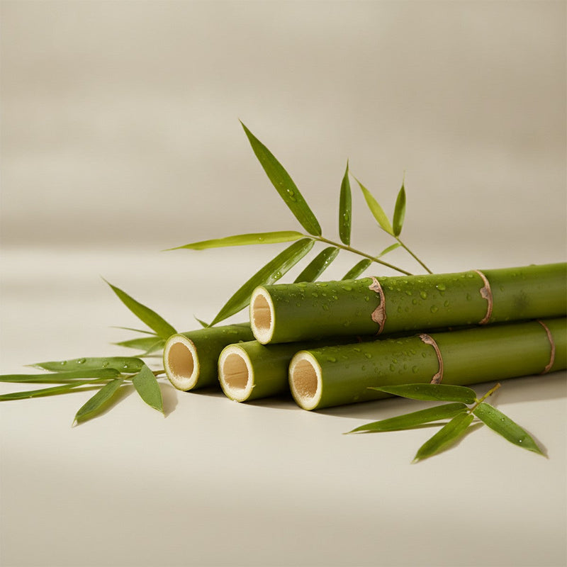 Bamboo