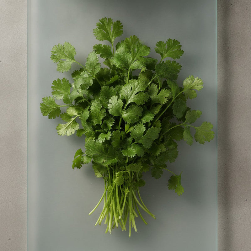 Cilantro