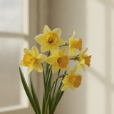 Daffodil