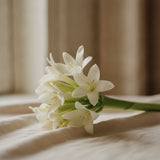 Tuberose